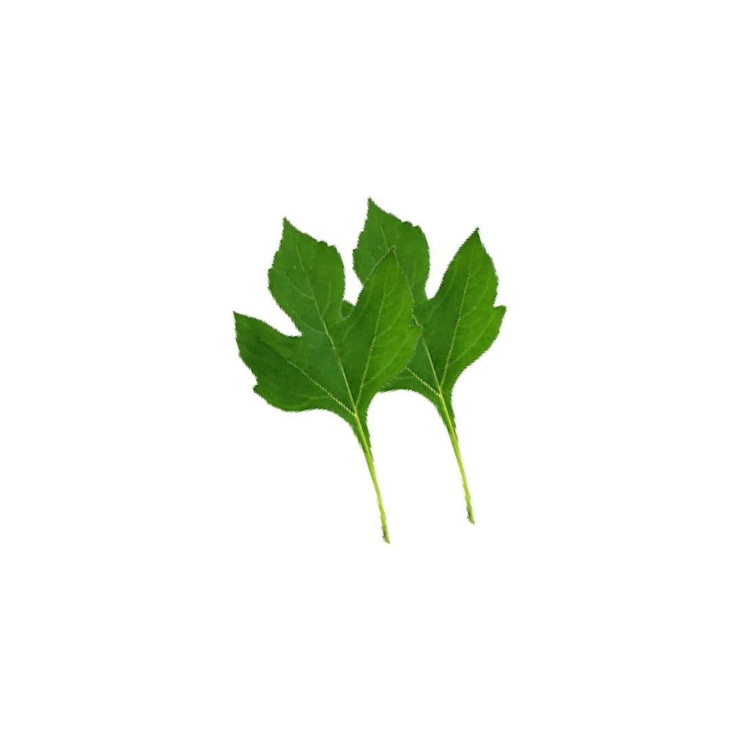 Khasiat Daun Kipahit